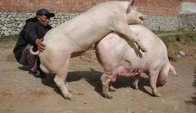 养猪人编的养猪顺口溜实在太有才了