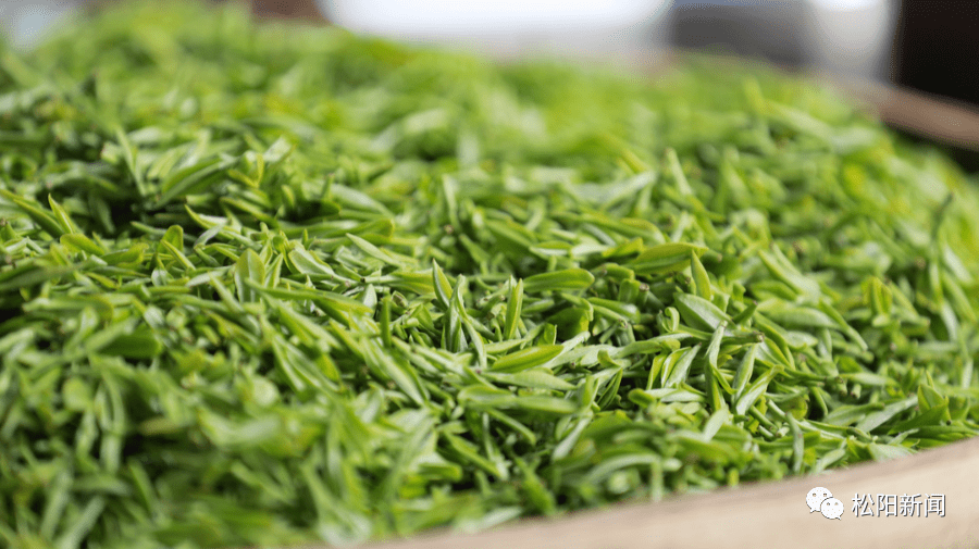 以"茶文化"为魂 演绎传承松阳茶风情_融合_茶园_茶叶