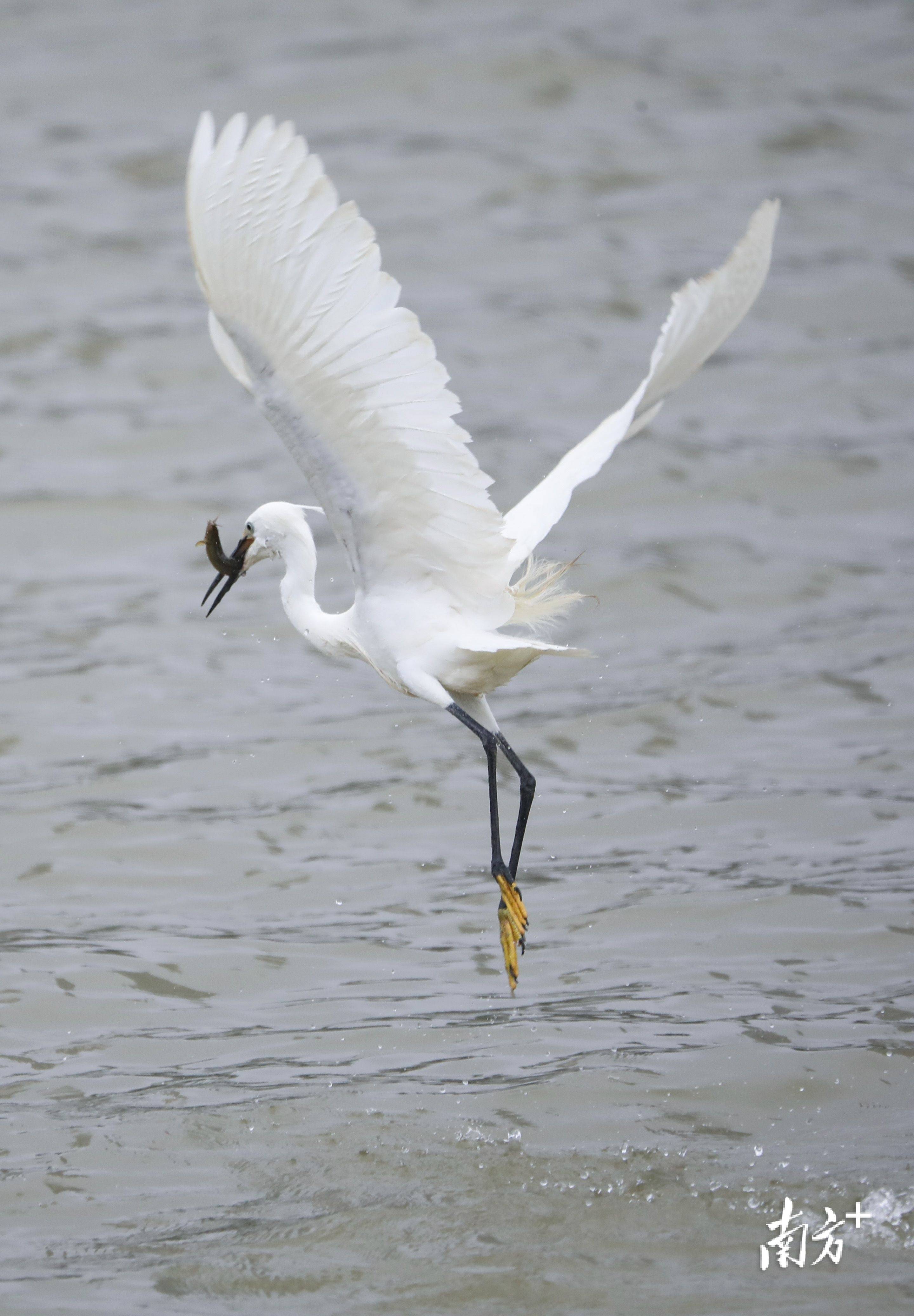 图集看珠海母亲河迎来一群白色精灵