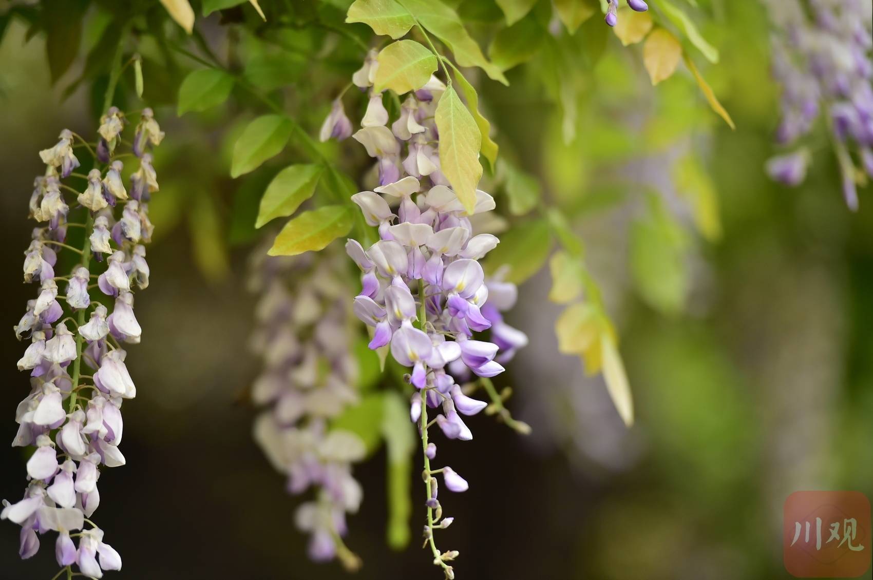 紫色浪漫成都新都升庵桂湖紫藤王進入盛花期