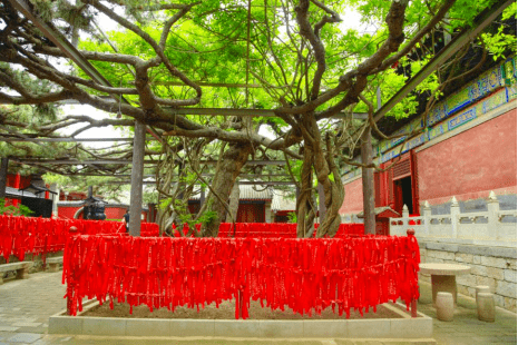 知古树以守护之名怀柔区红螺寺紫藤寄松