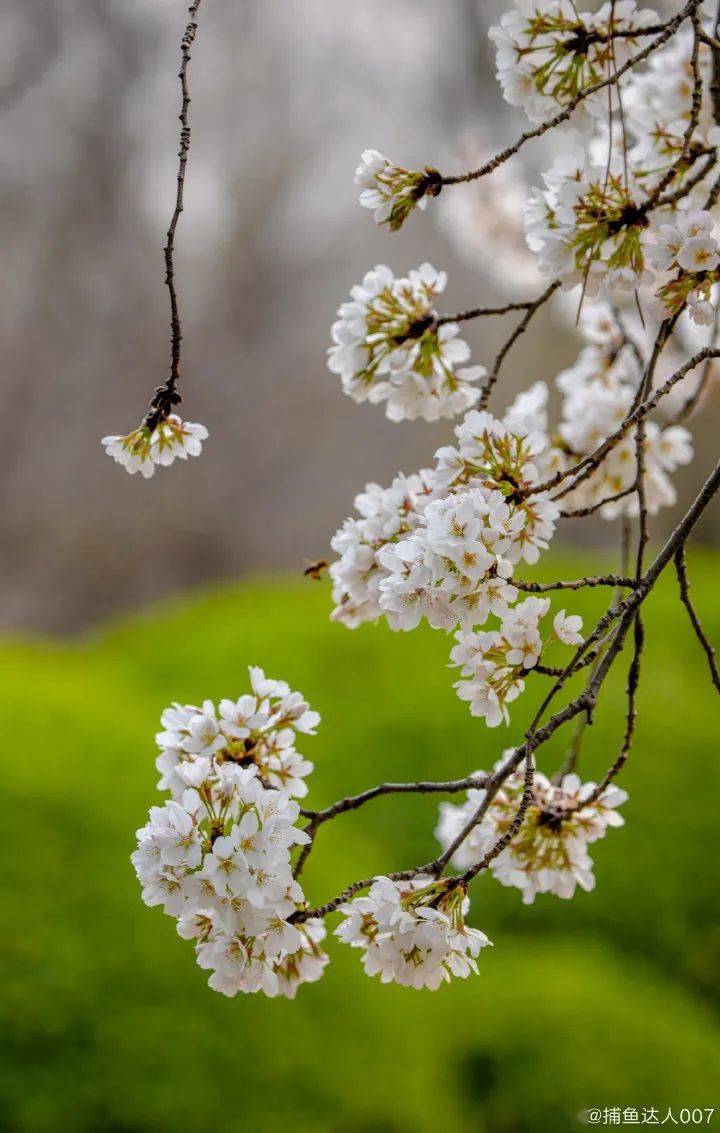 粉了粉了济南春日限定樱花美景来啦