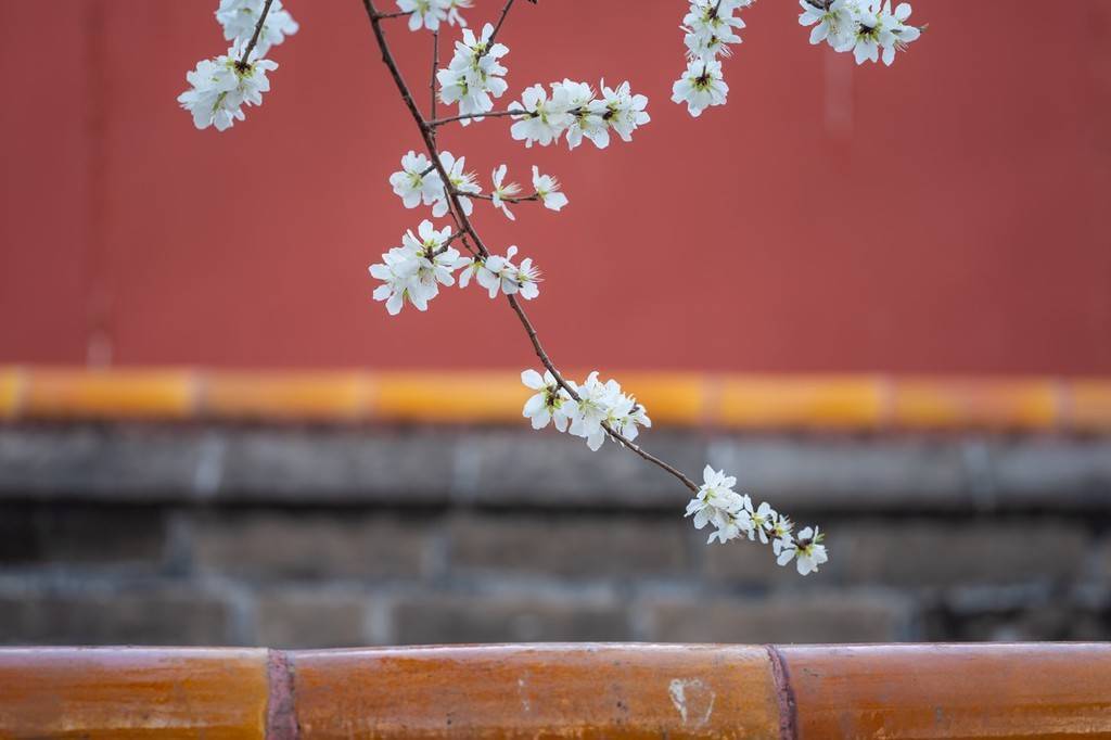 梨花|忽如一夜春风来 春日故宫满树梨花盛开景色迷人