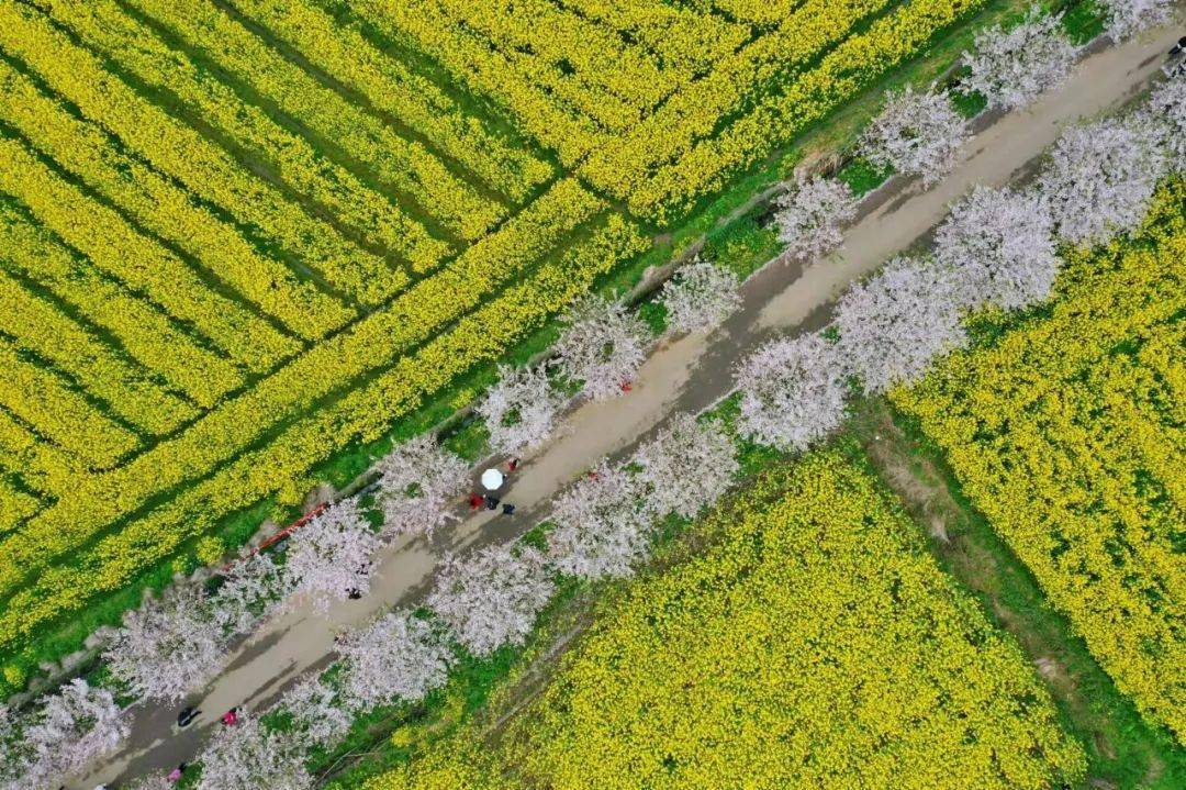 荆门张池村油菜花图片