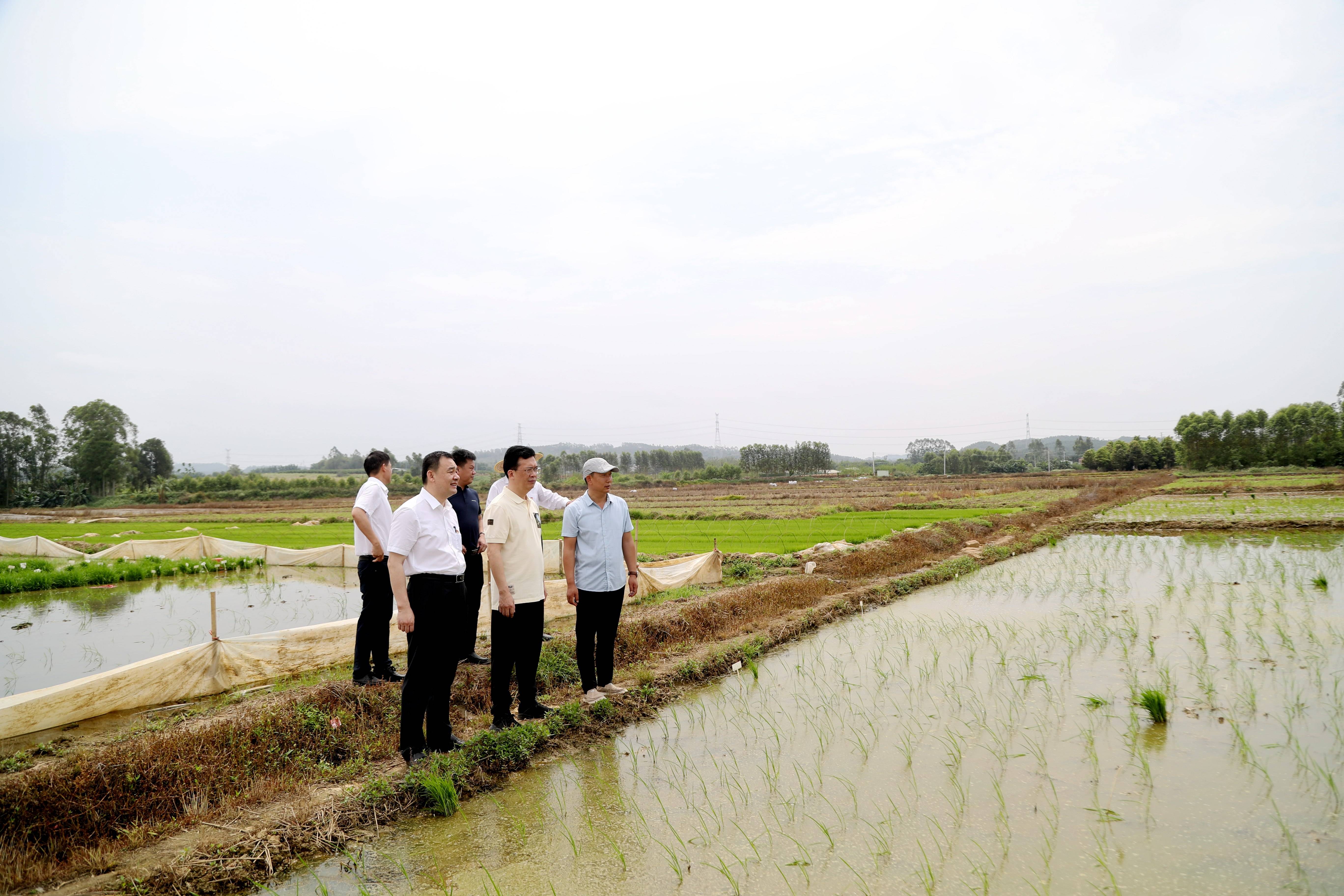 博罗县委书记谢远区:稳住农业基本盘,全面推进乡村振兴