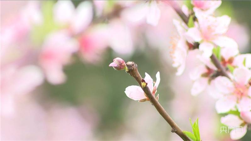 抚州|【赣鄱春日】仲春时景好！人面桃花相映红