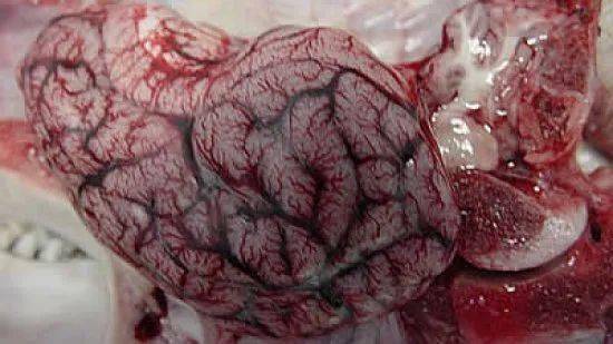 这是一个20kg仔猪的大脑