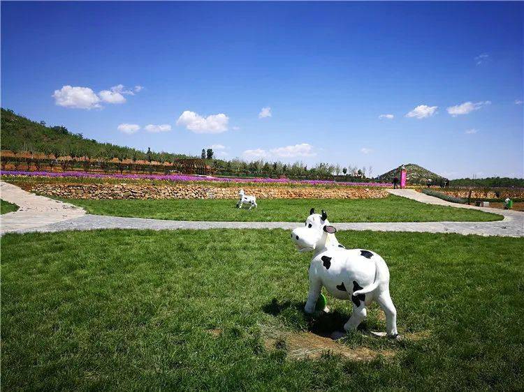旅游春游踏青一起探索君乐宝优致牧场的秘密