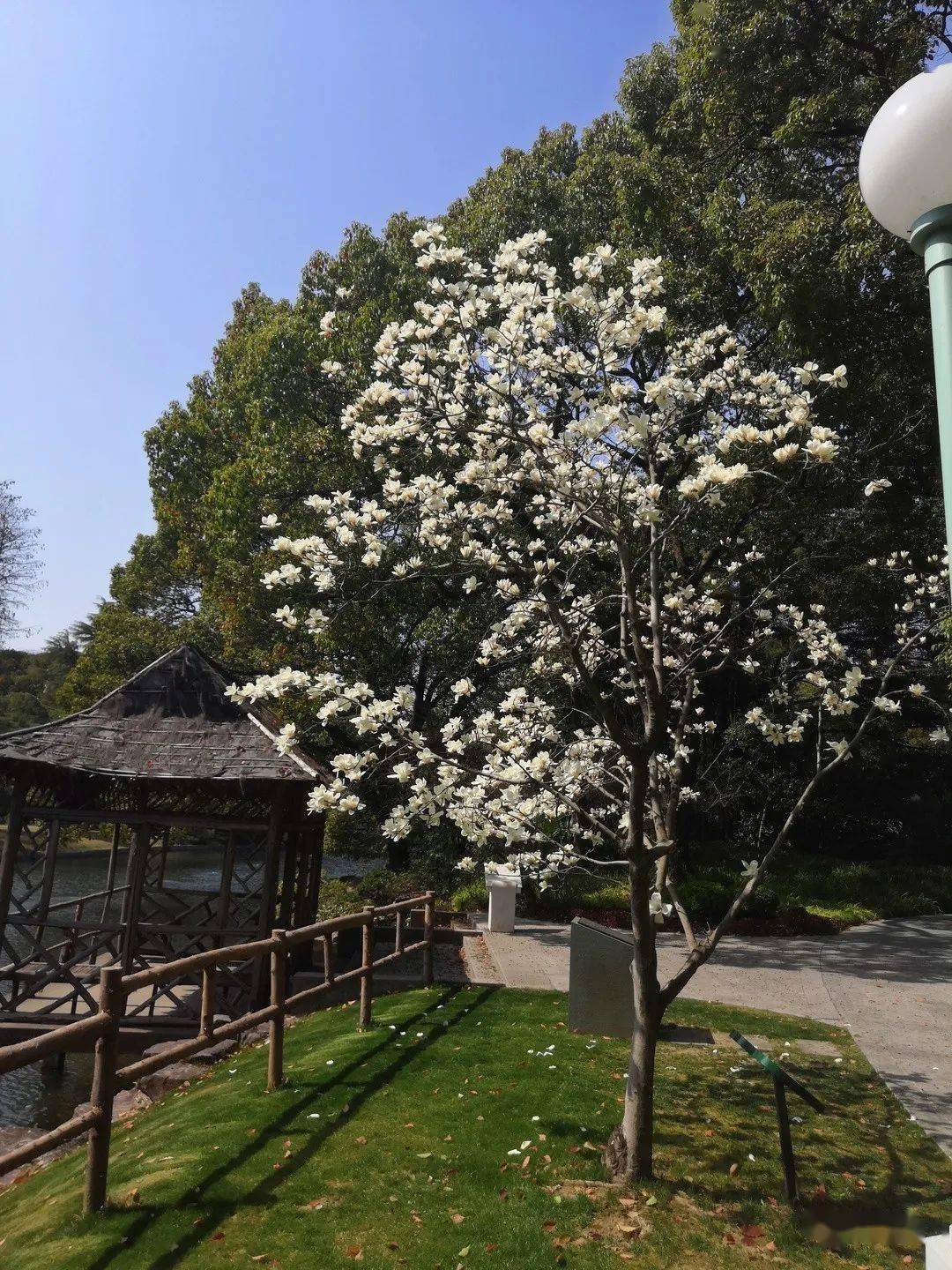 沪上古树白玉兰"三位大佬"正值盛花期,云赏一波~_崇明_上海_见证