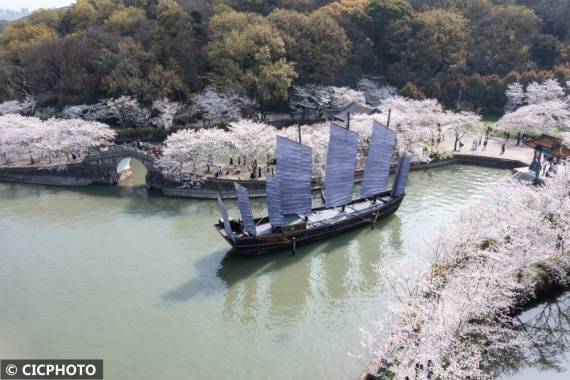 景区|江苏无锡：鼋头渚景区樱花绽放