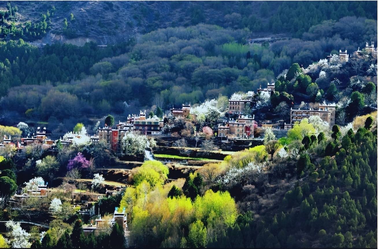 丹巴藏寨春意浓 梨花绽放惹人醉