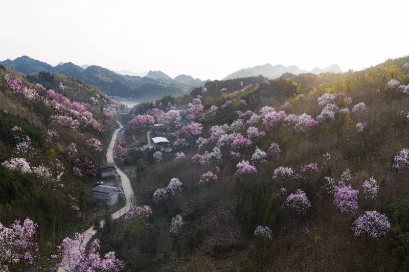 四川|图集：李子柒“隐居地”，同款辛夷花海盛大开放