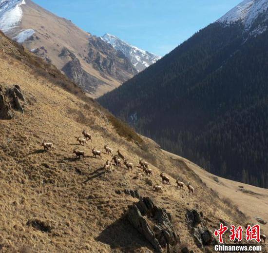 天山|新疆西天山大批北山羊悬崖峭壁觅食