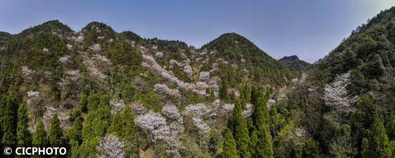 重庆市|漫山遍野春花开