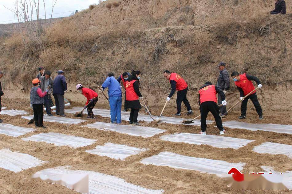 甘谷縣磐安鎮整治撂荒地播種希望田