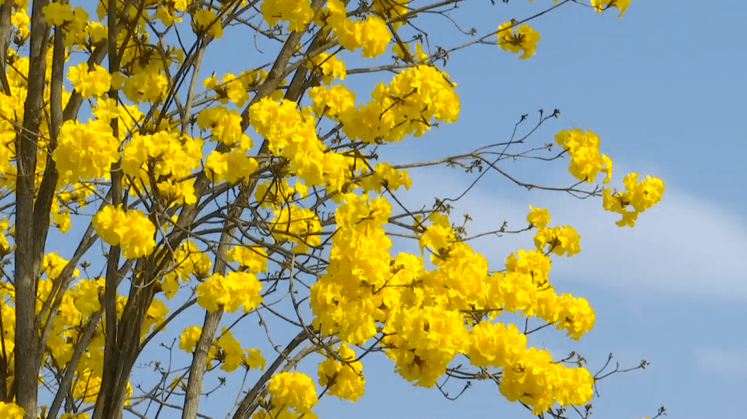 福建各地黄花风铃木盛放云赏这簇向阳而生的治愈暖黄共待疫散花开