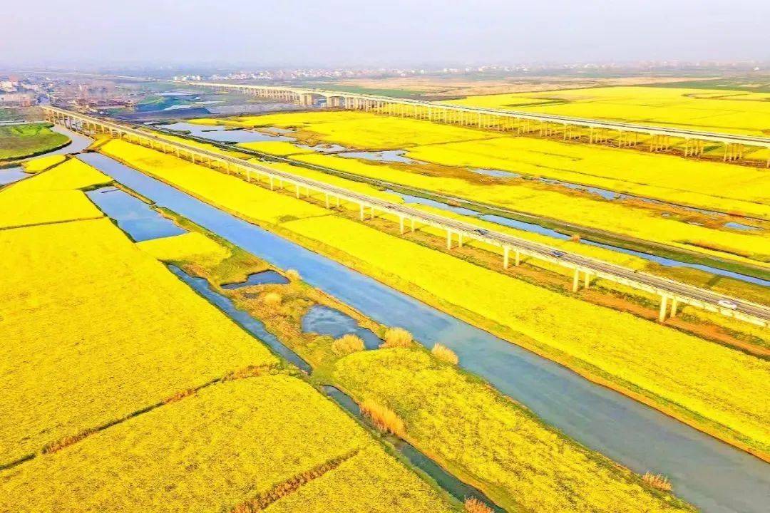 刚刚拍下!中岗油菜花海今年可能看不到了