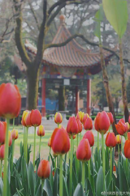 陕西师范大学|春日限定浪漫！陕师大郁金香花海，好靓！