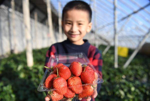 河北大城：草莓成熟季 采摘正当时