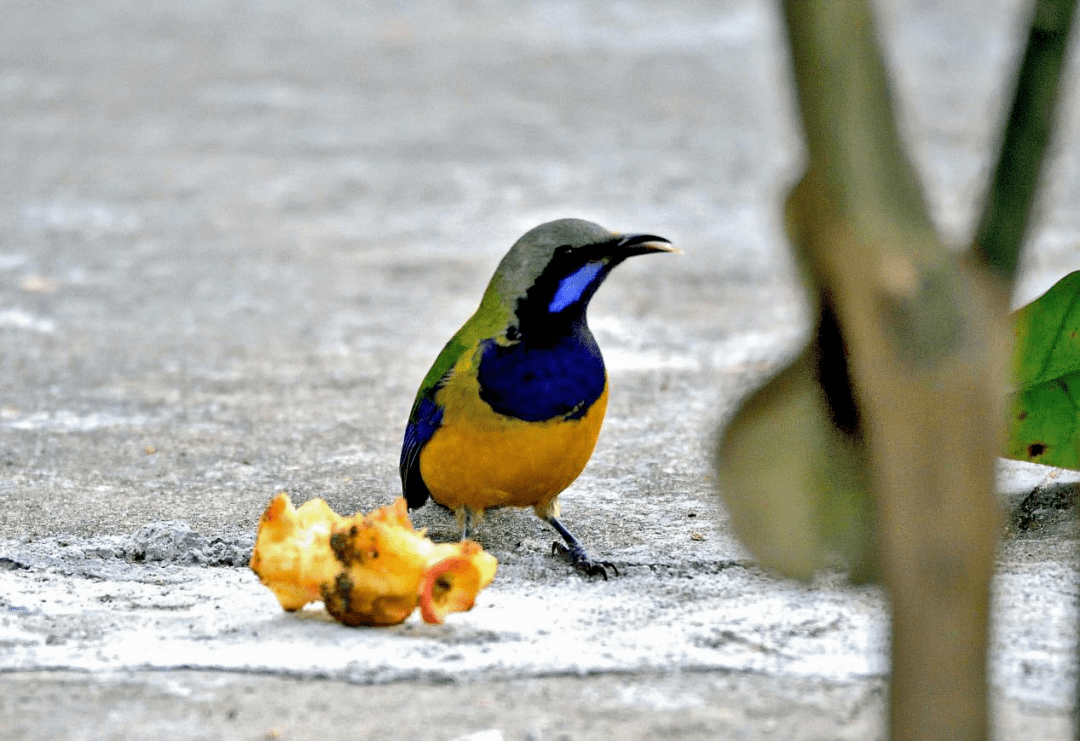 林知道如约而至的绿色精灵橙腹叶鹎