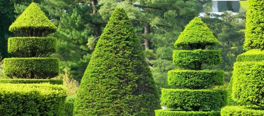 园艺界的托尼老师没有剪不出的精彩