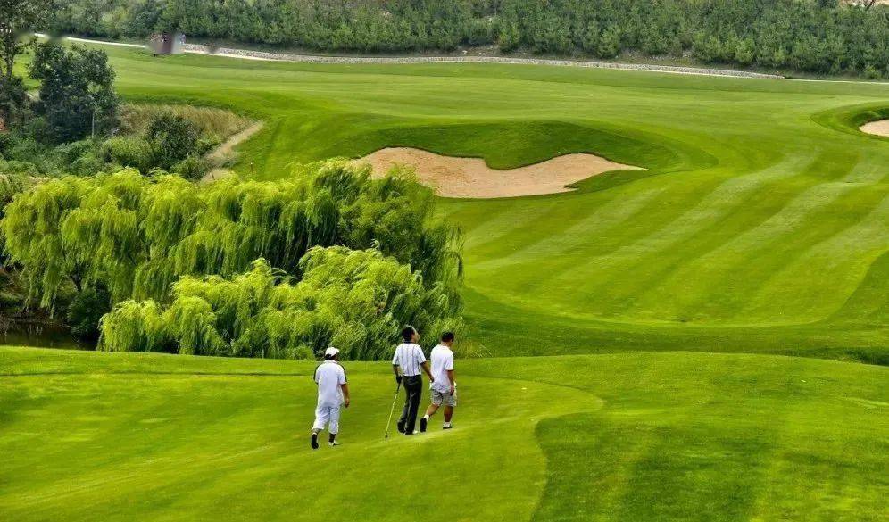 三叶草|大家都是草，凭啥韭菜不能做草坪？