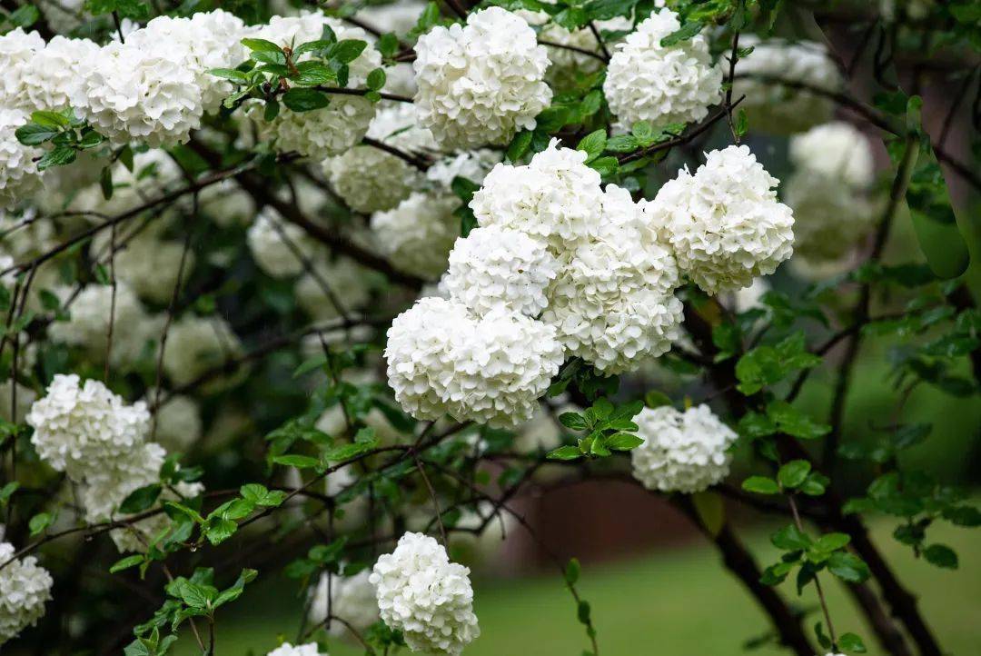 绣球花为什么又叫死人花