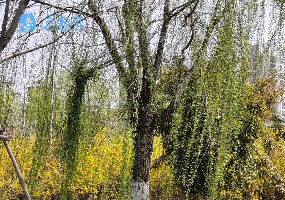 垂柳飘逸何必把它长发盘起