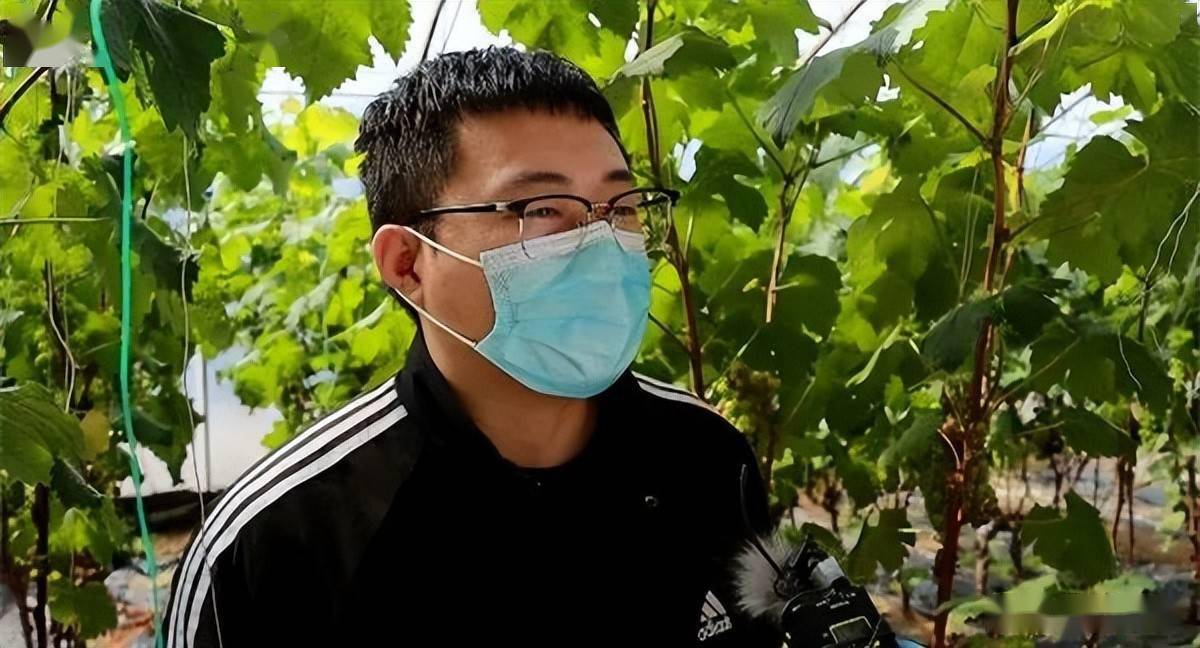 鲅鱼圈:疫线党旗红 防疫生产"两不误"_台村_红旗镇_葡萄