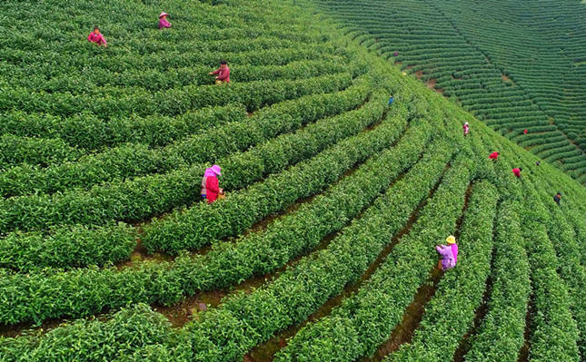 云上问茶安吉白茶发展有数