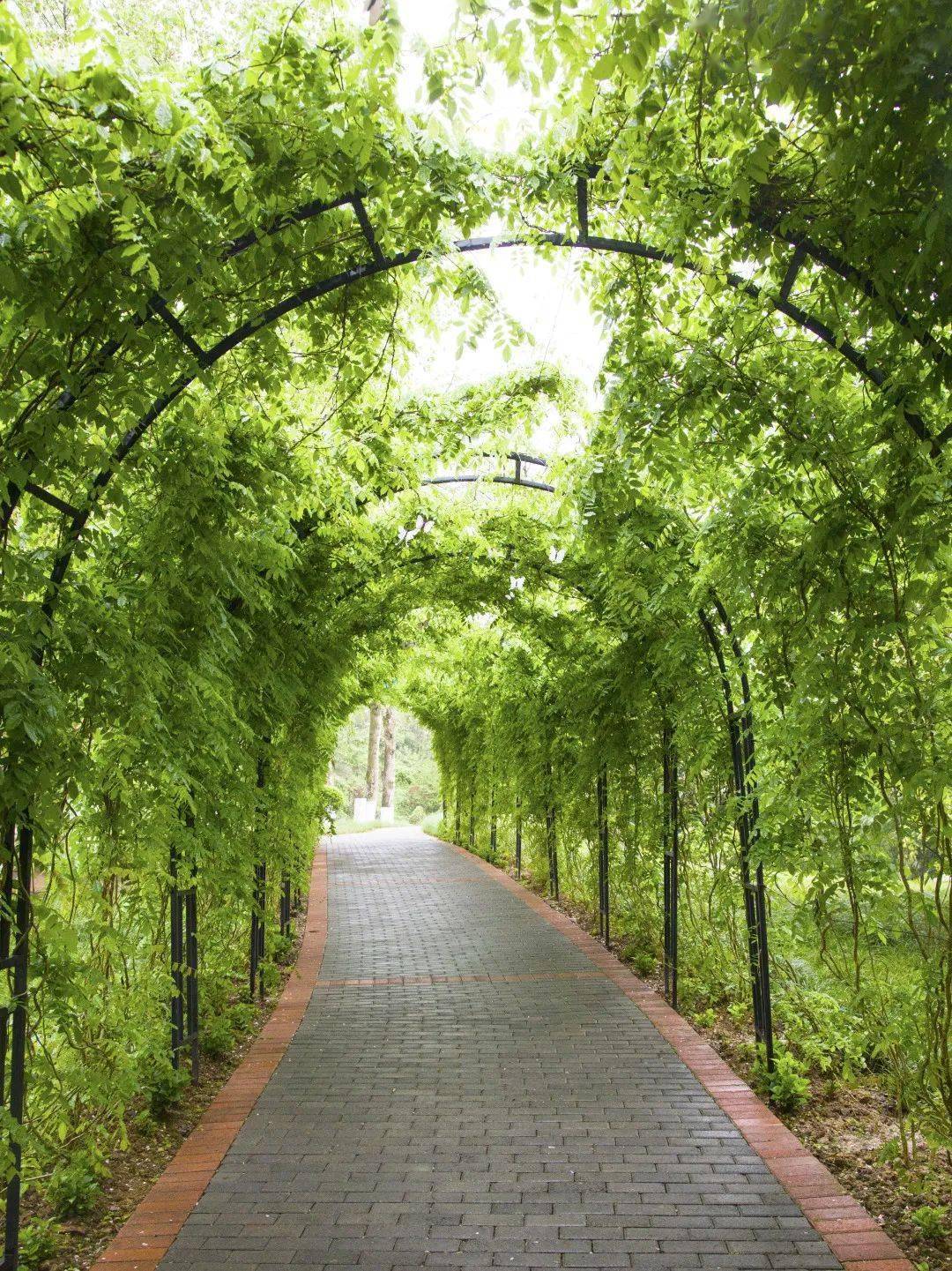 赏蔷薇游迷宫登步道大足南山公园将醉美春色献给你