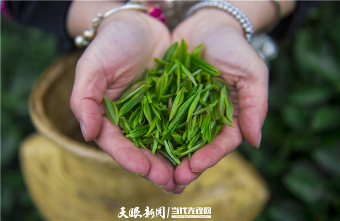 雷山县银球茶图片