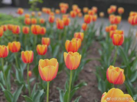 陕西师范大学|春日限定浪漫！陕师大郁金香花海，好靓！