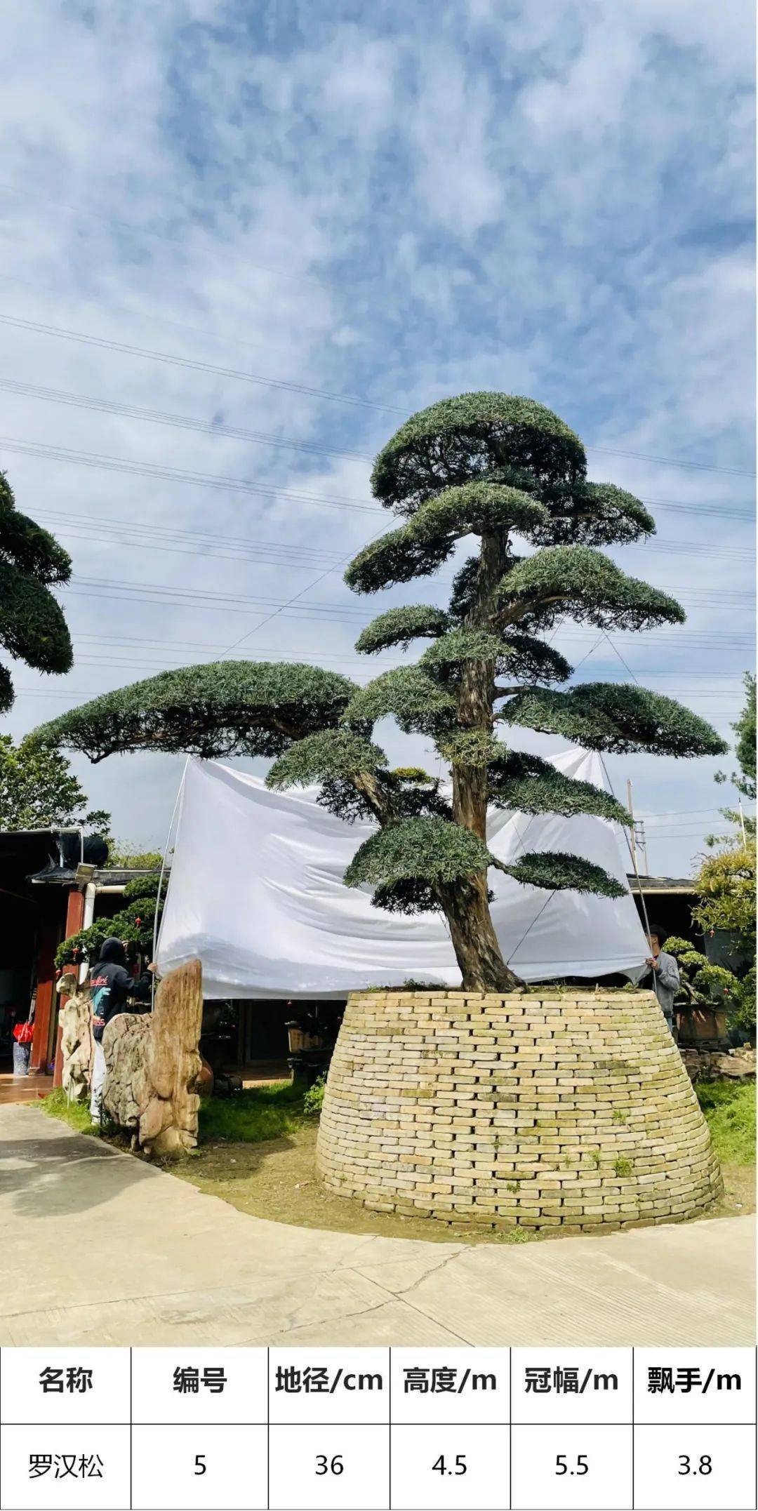 马后花园精品日本进口罗汉松独特造型