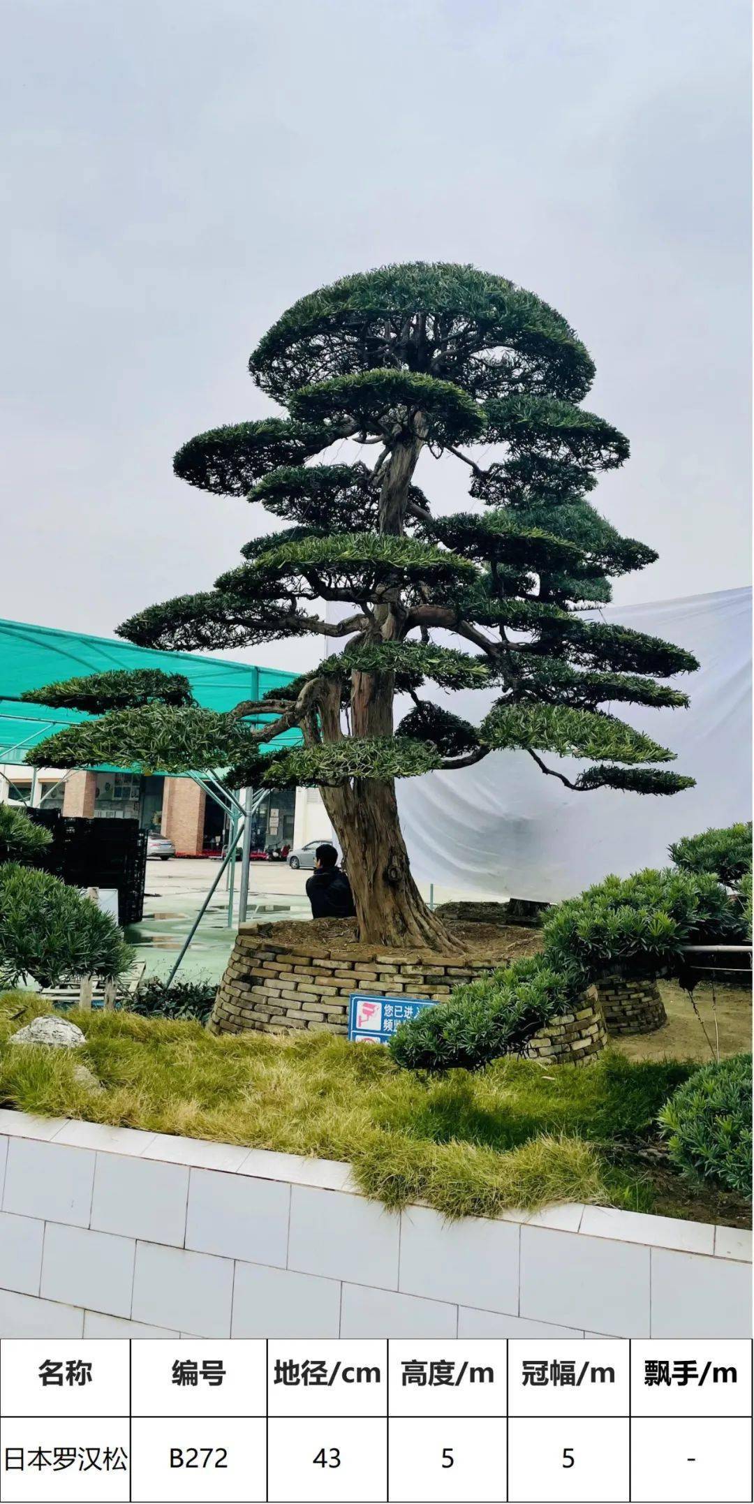 马后花园精品日本进口罗汉松独特造型