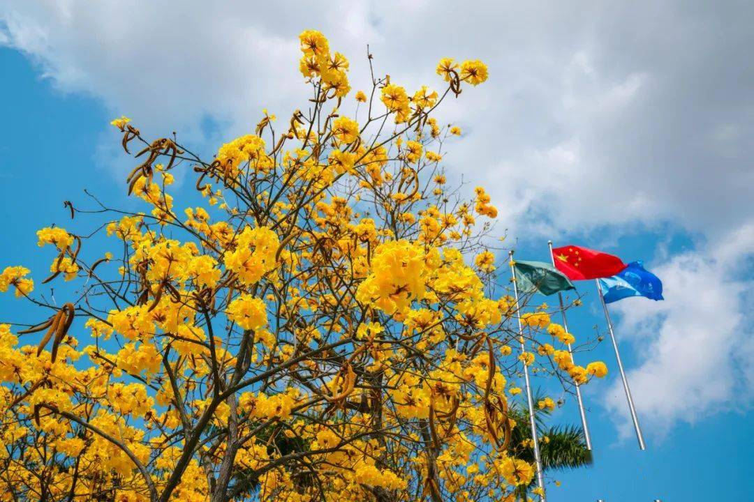 邂逅浪漫这片金色海洋让人流连忘返