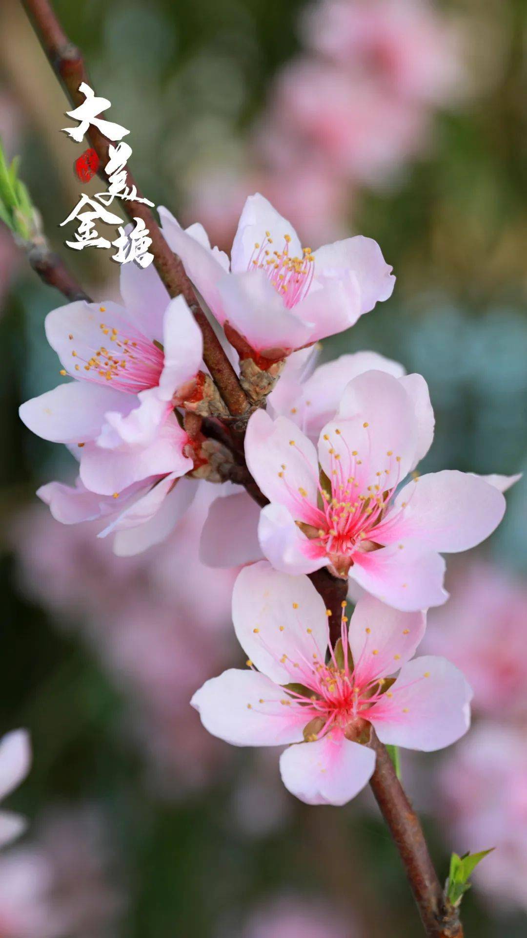 第10期每周屏保春日浪漫