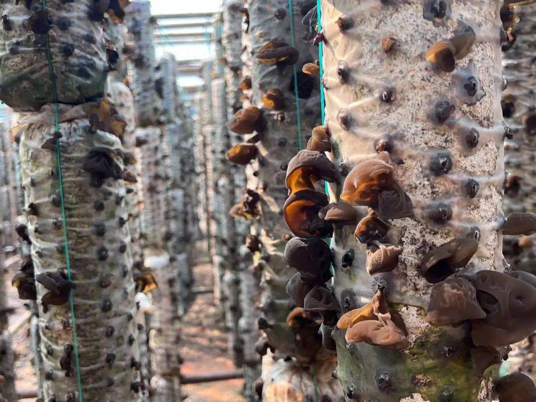 鸡油菌种植带来的可观收益也让他看到了新产业拓宽增收渠道的新方向大