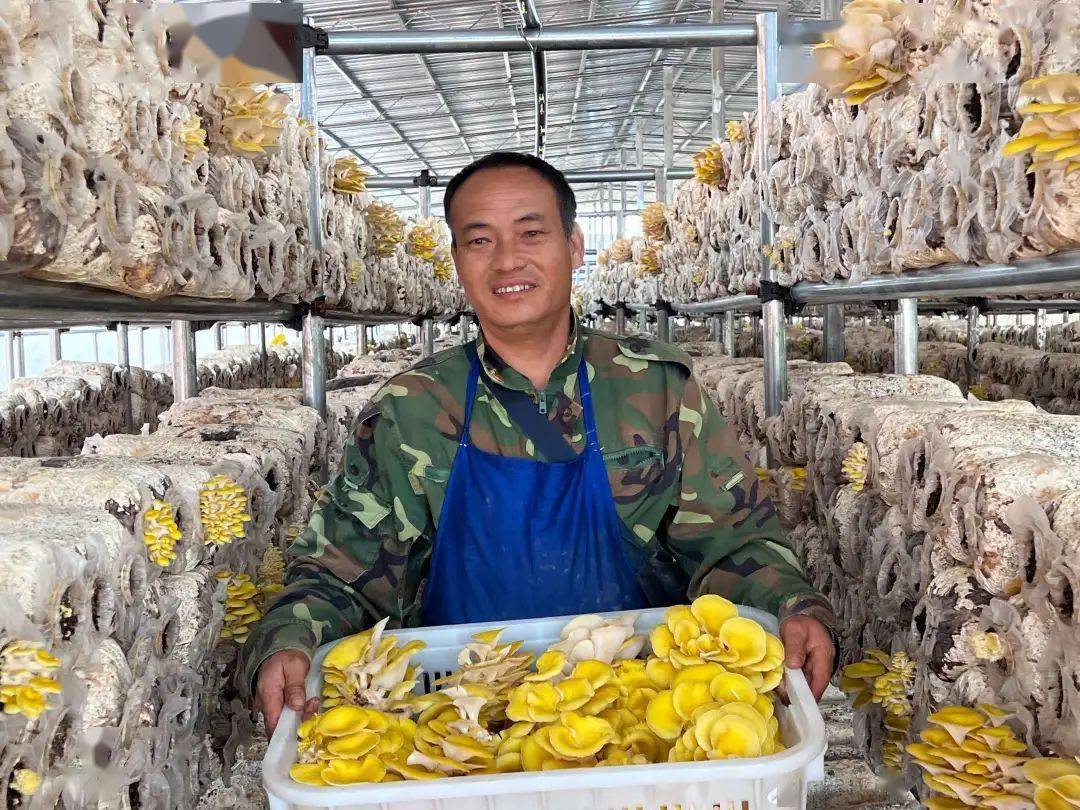 种植鸡油菌拓宽增收路