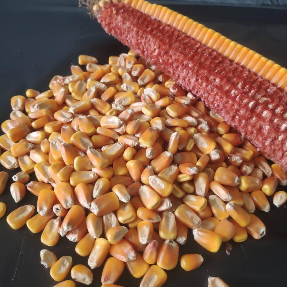 高赖氨酸玉米种植技术要点