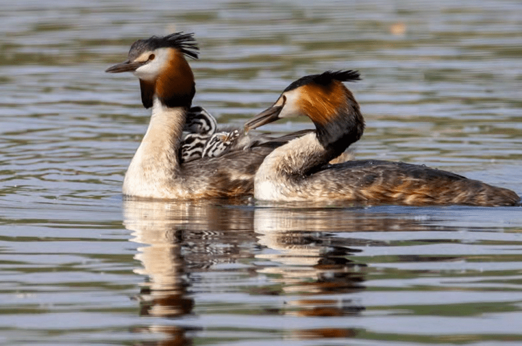 头后面长出两撮小辫一样的黑色羽毛,向上直立,所以被叫做凤头䴙䴘