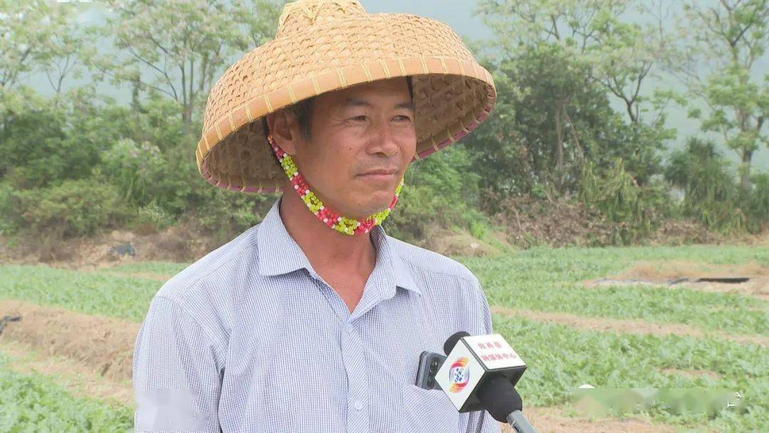 阳西上洋西瓜上市时间推迟