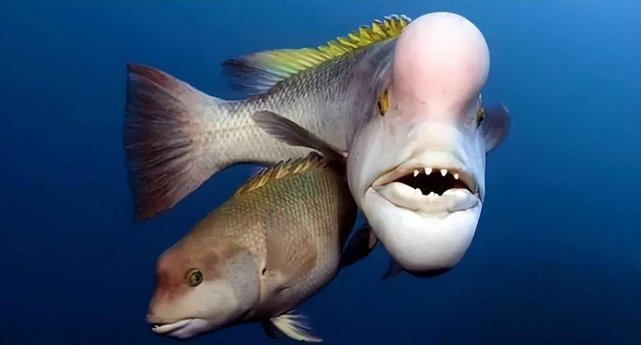盘点海洋中十大最丑陋的鱼类