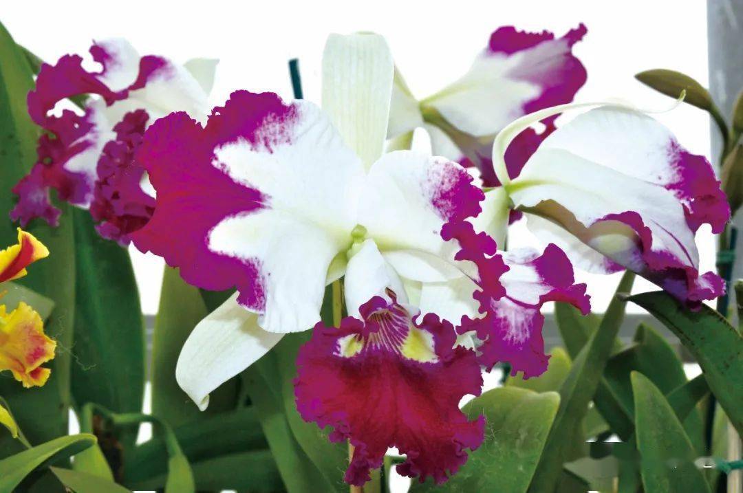 芳香迷人的卡特兰新品