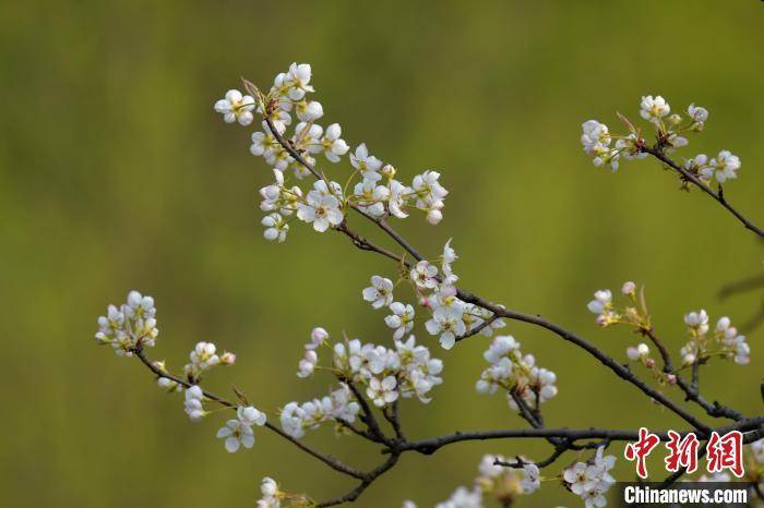 节日|花朝节是个什么节？它还有别的叫法，比如……