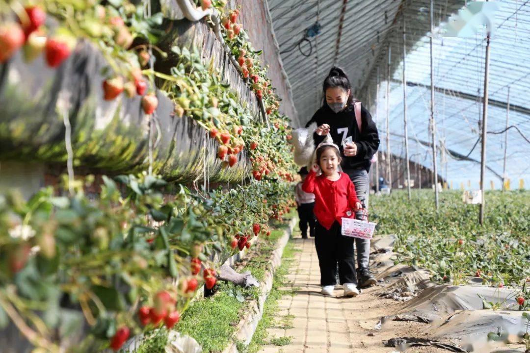 奋进新征程建功新时代扎兰屯市发展采摘经济助力乡村振兴生态采摘园结