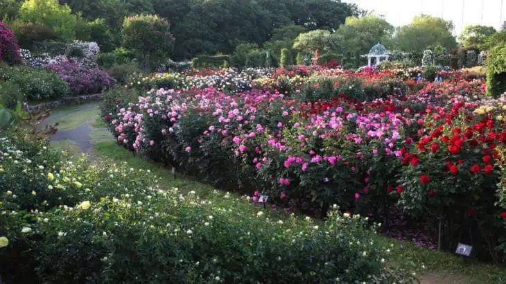 月季在花园中的应用太美了