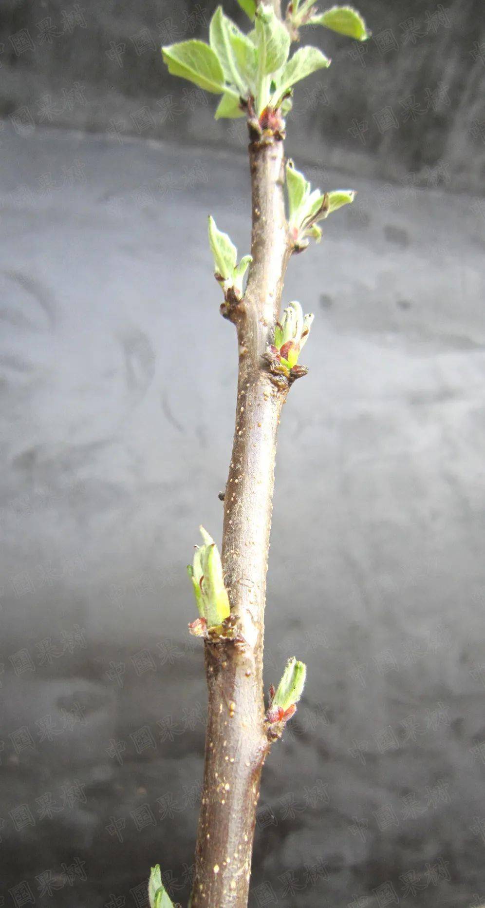 【果园春管】苹果树整形修剪之促发分枝_cm_萌芽_木质部