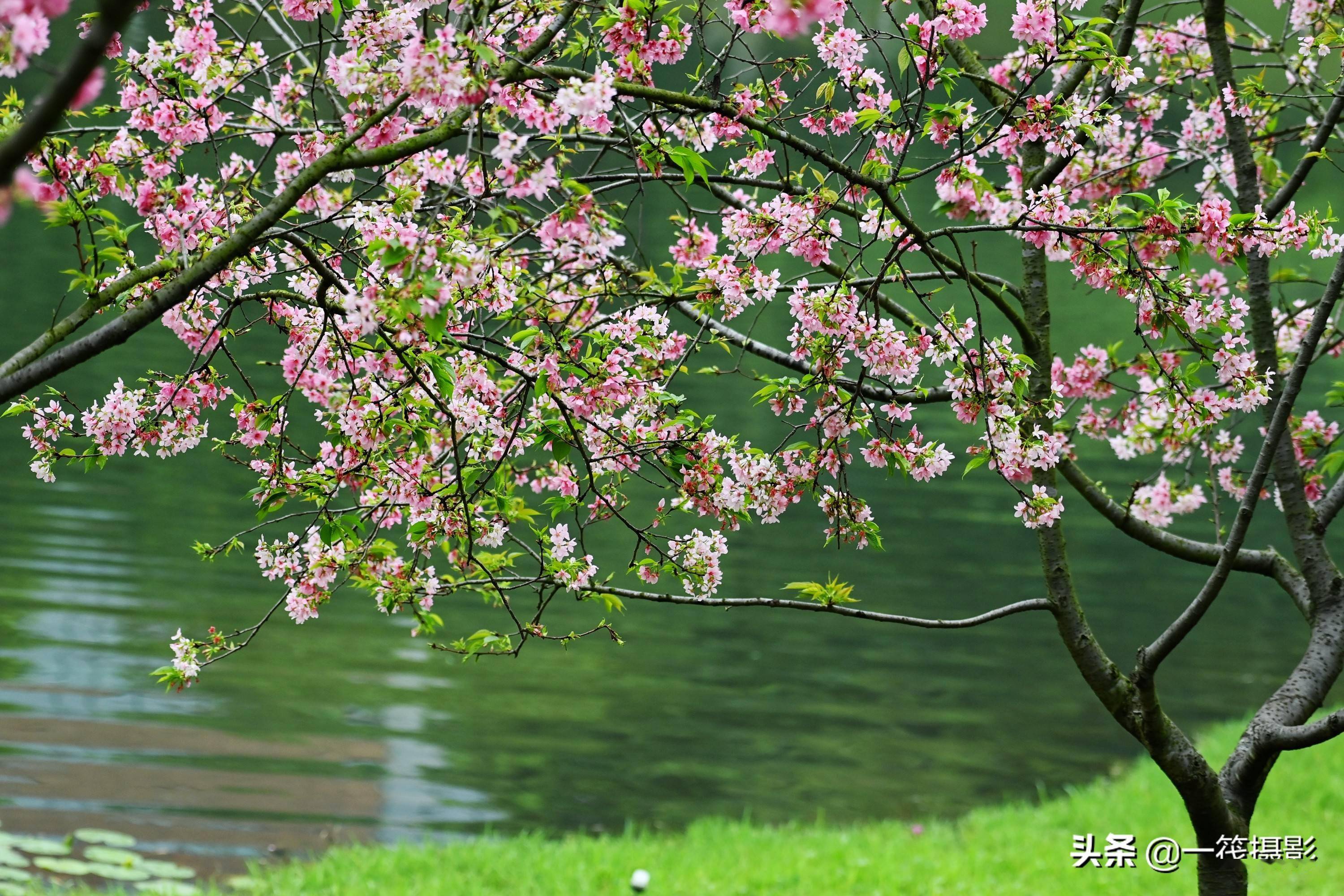 广东春分花图片