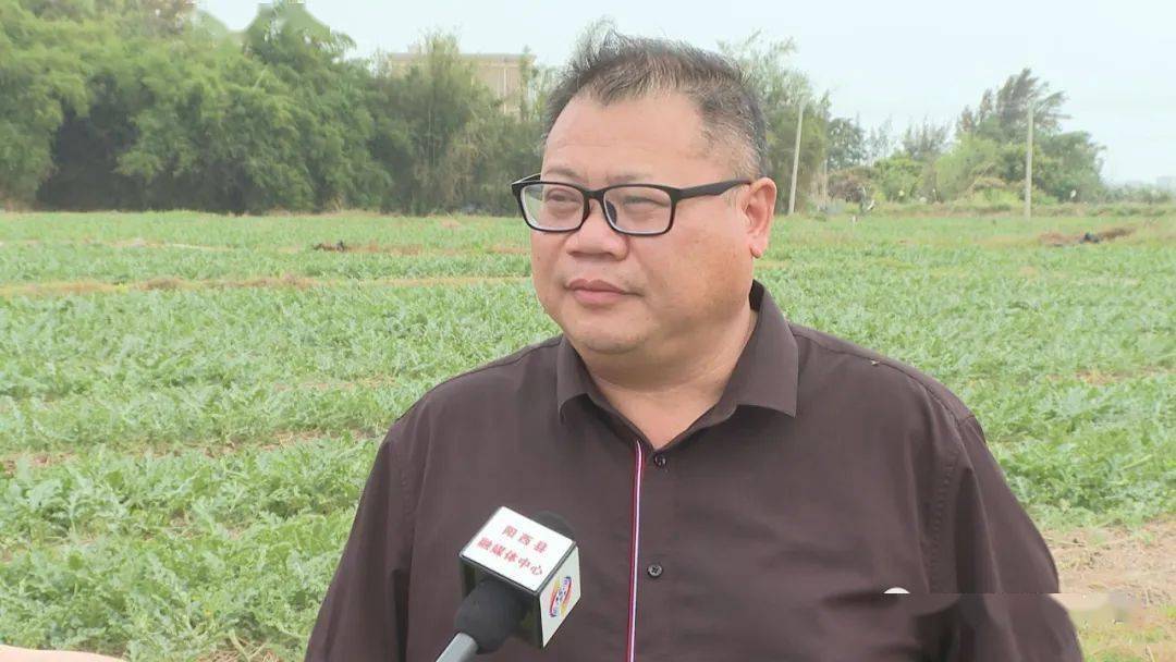 阳西上洋西瓜上市时间推迟